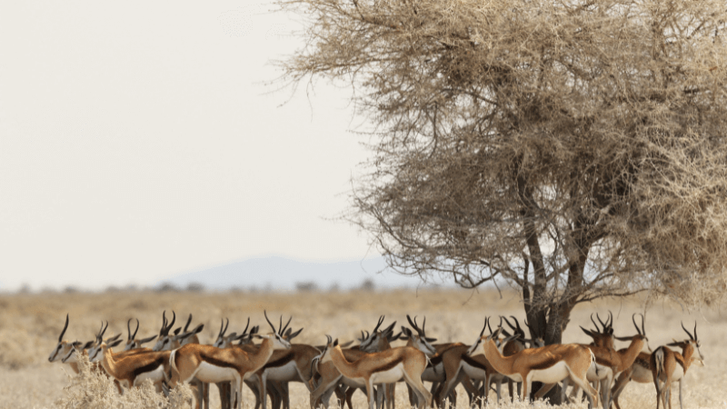 Gir National Park